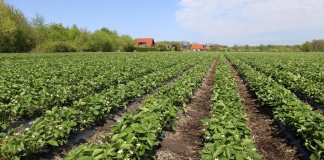 Wczesne odmiany truskawek (cz. I)