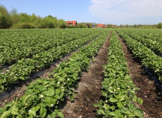 Wczesne odmiany truskawek (cz. I)