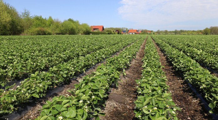 Wczesne odmiany truskawek (cz. I)