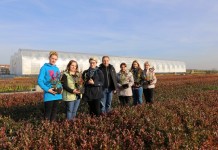 Specjalizacja – krzewy jagodowe