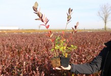 Rośliny jagodowe w p9