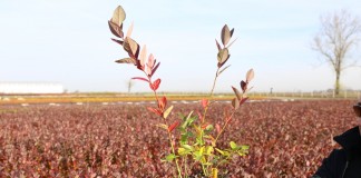 Rośliny jagodowe w p9