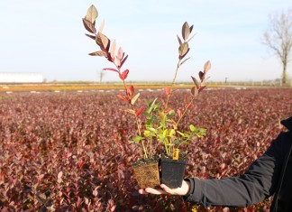 Rośliny jagodowe w p9