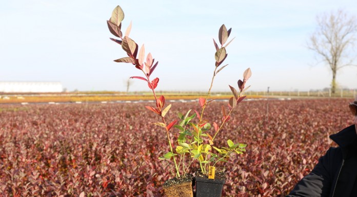 Rośliny jagodowe w p9