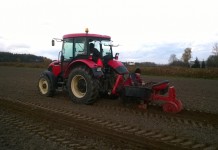 Jak sadzić aronię?