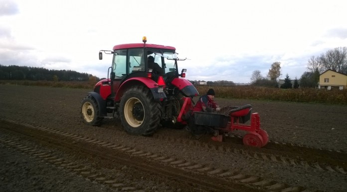 Jak sadzić aronię?