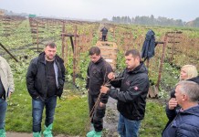 Z wizytą w holenderskich szkółkach malin i truskawek