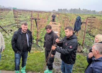 Z wizytą w holenderskich szkółkach malin i truskawek