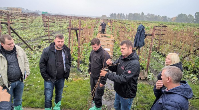 Z wizytą w holenderskich szkółkach malin i truskawek