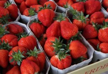 Przegląd najwcześniejszych odmian truskawek, cz. 1