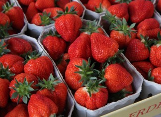 Przegląd najwcześniejszych odmian truskawek, cz. 1