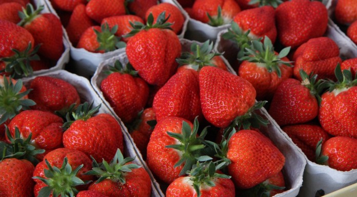 Przegląd najwcześniejszych odmian truskawek, cz. 1