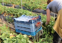 Zezwolenie na pracę sezonową dla obywateli Ukrainy – najprawdopodobniej nie od 1 stycznia 2017 roku. Zarys planowanej procedury.”