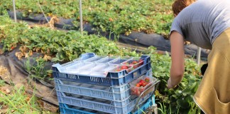 Zezwolenie na pracę sezonową dla obywateli Ukrainy – najprawdopodobniej nie od 1 stycznia 2017 roku. Zarys planowanej procedury.”