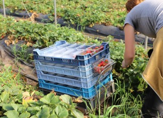 Zezwolenie na pracę sezonową dla obywateli Ukrainy – najprawdopodobniej nie od 1 stycznia 2017 roku. Zarys planowanej procedury.”