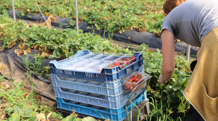 Zezwolenie na pracę sezonową dla obywateli Ukrainy – najprawdopodobniej nie od 1 stycznia 2017 roku. Zarys planowanej procedury.”