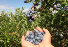 Dzięki współpracy i dobrzej organizacji polscy producenci borówki odnoszą sukces