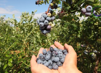 Dzięki współpracy i dobrzej organizacji polscy producenci borówki odnoszą sukces