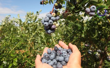 Dzięki współpracy i dobrzej organizacji polscy producenci borówki odnoszą sukces