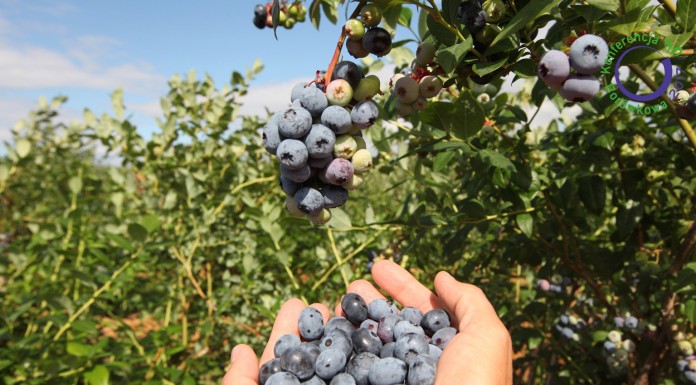 Dzięki współpracy i dobrzej organizacji polscy producenci borówki odnoszą sukces