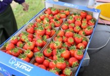 ‘Malling™ Centenary’ coraz bardziej popularną i uznaną odmianą