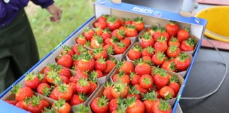 ‘Malling™ Centenary’ coraz bardziej popularną i uznaną odmianą