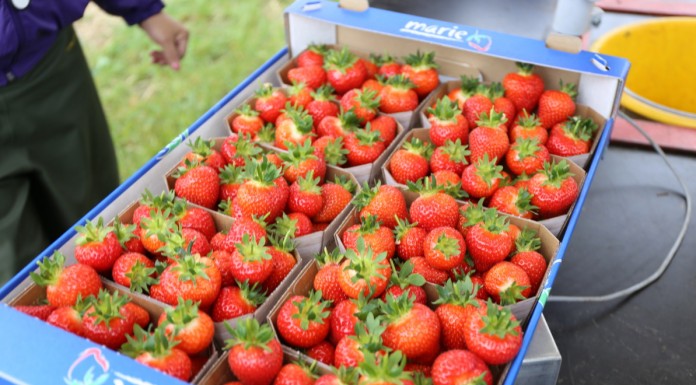 Podsumowanie sezonu truskawkowego w Hiszpanii i w Niemczech