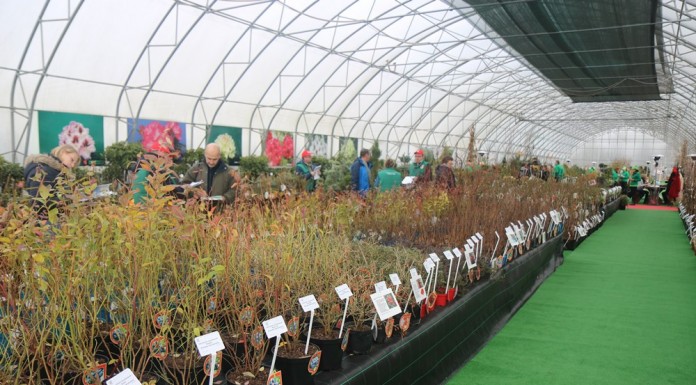 Szkółkarski Show Room Zobacz i Zamów