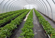 VipRoom 2018 truskawkowo-malinowy