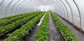 VipRoom 2018 truskawkowo-malinowy