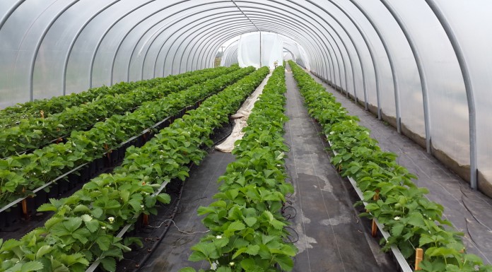 VipRoom 2018 truskawkowo-malinowy