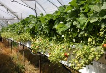 Wczesne odmiany truskawek, cz. 2