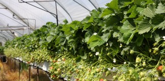 Wczesne odmiany truskawek, cz. 2