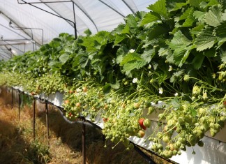 Wczesne odmiany truskawek, cz. 2