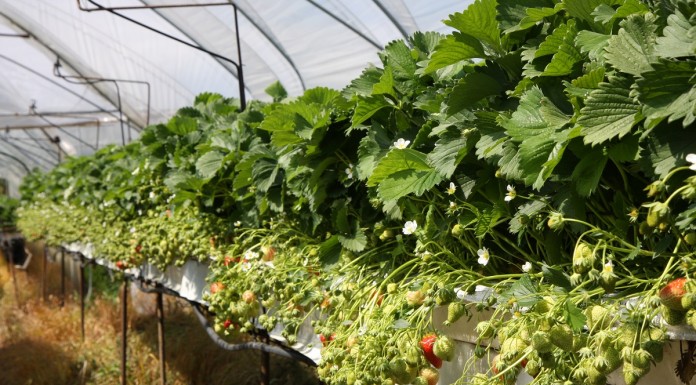 Wczesne odmiany truskawek, cz. 2