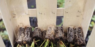 Sadzonki doniczkowane truskawek – technologia produkcji