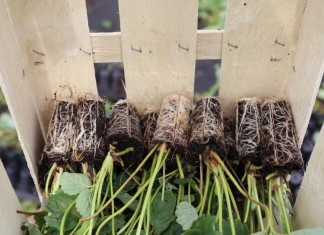 Sadzonki doniczkowane truskawek – technologia produkcji