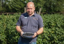 Standardowa produkcja i niskie ceny porzeczki czarnej