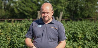 Standardowa produkcja i niskie ceny porzeczki czarnej