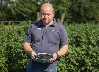 Standardowa produkcja i niskie ceny porzeczki czarnej