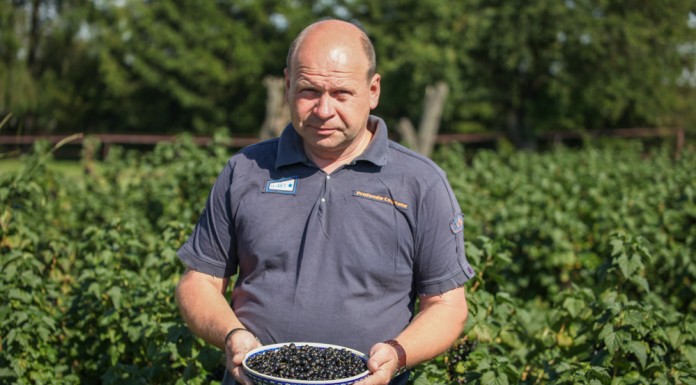 Standardowa produkcja i niskie ceny porzeczki czarnej