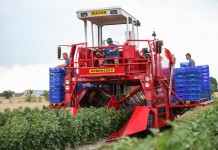 Ceny porzeczek na starcie zbiorów