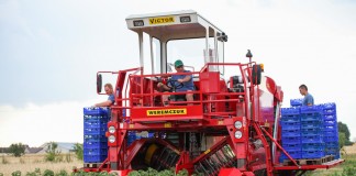 Ceny porzeczek na starcie zbiorów