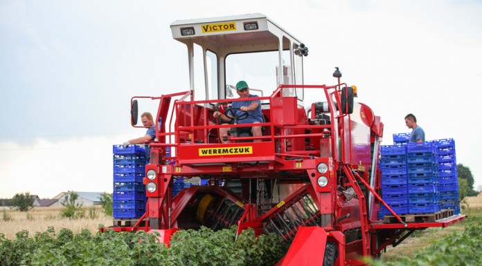 Ceny porzeczek na starcie zbiorów