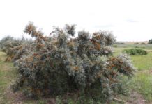 Dereń jadalny, świdośliwa olcholistna i rokitnik pospolity – jagodowe nisze (cz. II)