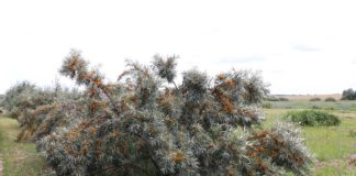 Dereń jadalny, świdośliwa olcholistna i rokitnik pospolity – jagodowe nisze (cz. II)