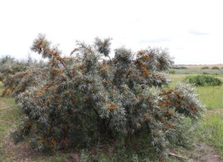 Dereń jadalny, świdośliwa olcholistna i rokitnik pospolity – jagodowe nisze (cz. II)