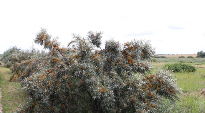 Dereń jadalny, świdośliwa olcholistna i rokitnik pospolity – jagodowe nisze (cz. II)