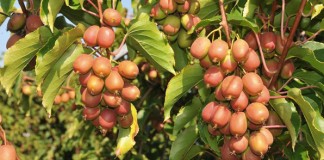 Drugi dzień na TSW z konferencją o nowych gatunkach w sadownictwie