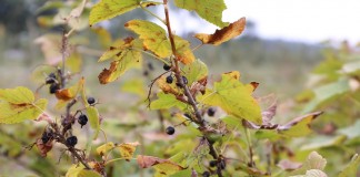 Do 300 tys. zł wsparcia dla rolników